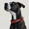 Custom Luxury Personalized Leather Dog Collar ATHLEXES