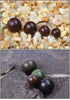 FISH KING Premium Fishing Beads Set 100pcs ATHLEXES