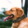 Custom Luxury Personalized Leather Dog Collar ATHLEXES