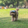 PawProtect Adjustable Dog Sun Cap ATHLEXES