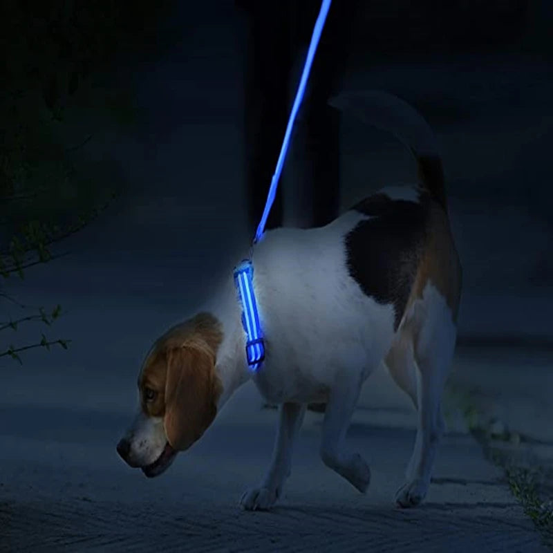 USB Charging LED Dog Collar ATHLEXES