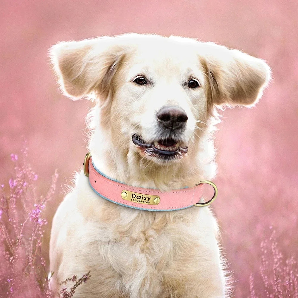 Customized Soft Padded Leather Dog Collar with ID Tag ATHLEXES