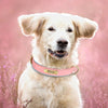 Customized Soft Padded Leather Dog Collar with ID Tag ATHLEXES