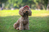 PawProtect Adjustable Dog Sun Cap ATHLEXES