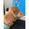 Kawaii Capybara Plush Wristband Bracelet ATHLEXES