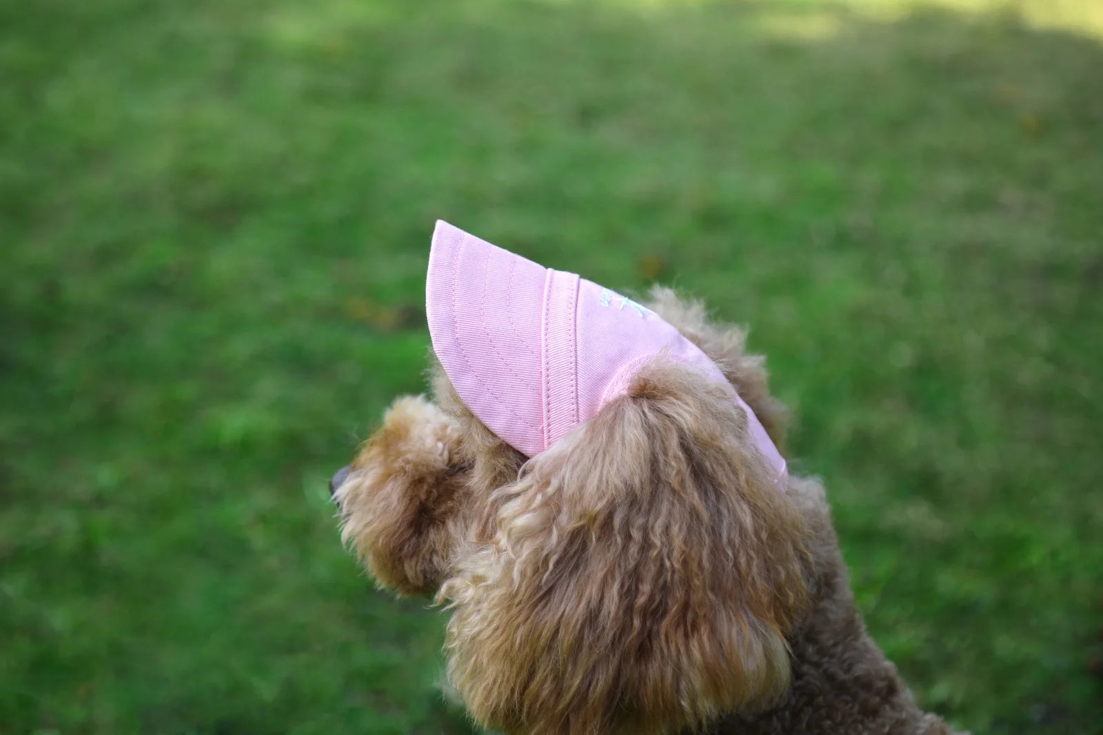 PawProtect Adjustable Dog Sun Cap ATHLEXES