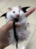 PetSafe Adjustable Hamster Leash and Harness ATHLEXES