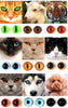 Dazzling Dragon Cat Eye Glass Cabochons - 50Pcs Set ATHLEXES