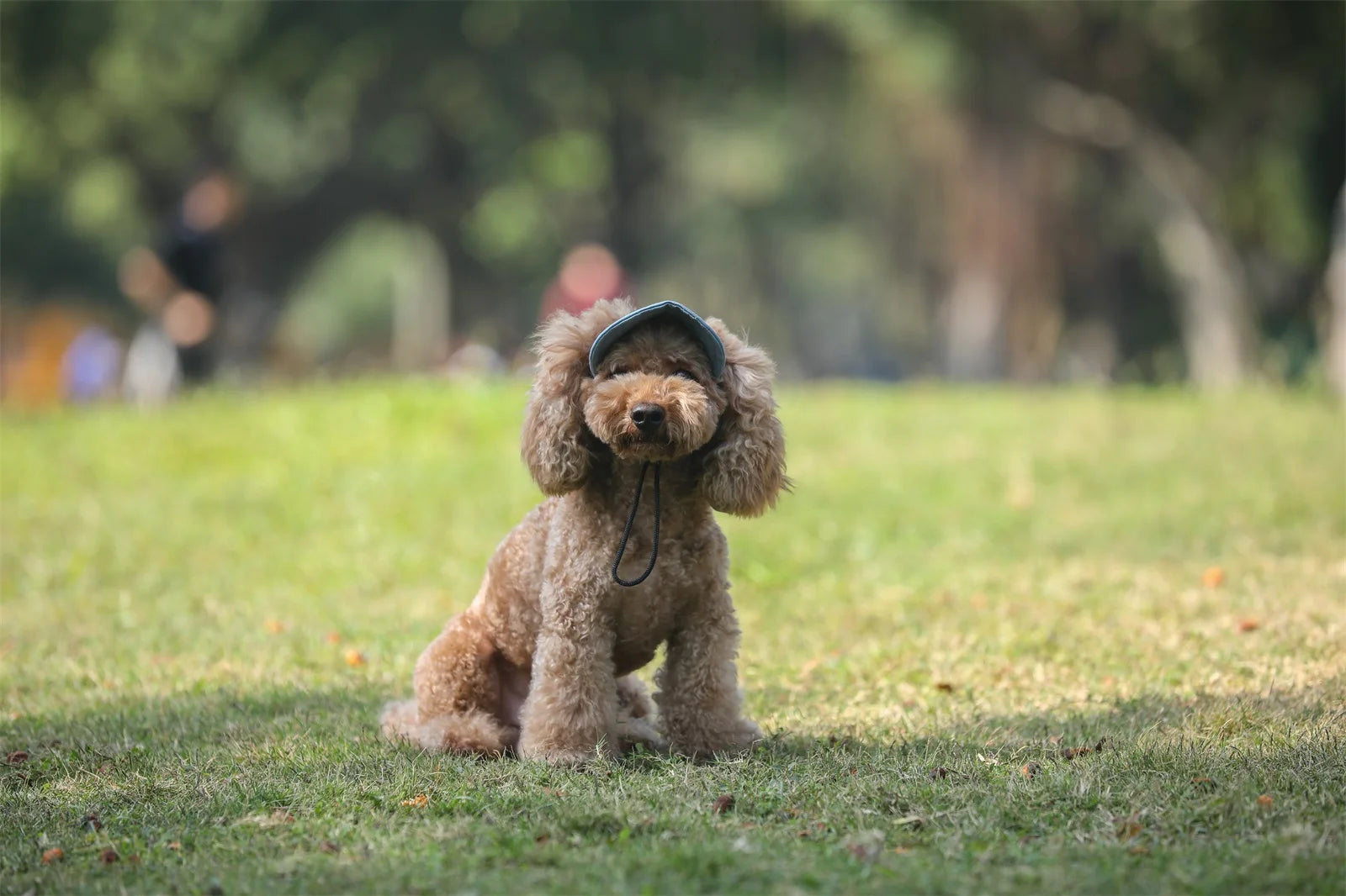 PawProtect Adjustable Dog Sun Cap ATHLEXES