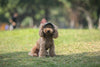 PawProtect Adjustable Dog Sun Cap ATHLEXES