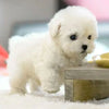 Plush Interactive Walking Robot Puppy Toy ATHLEXES