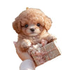 Plush Interactive Walking Robot Puppy Toy ATHLEXES