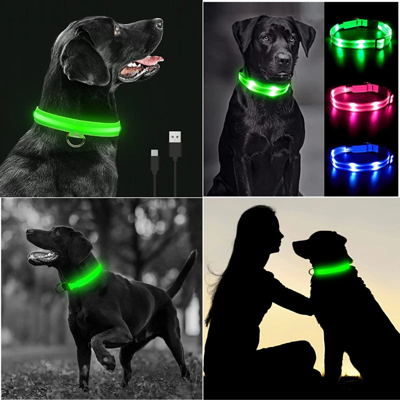 USB Charging LED Dog Collar ATHLEXES